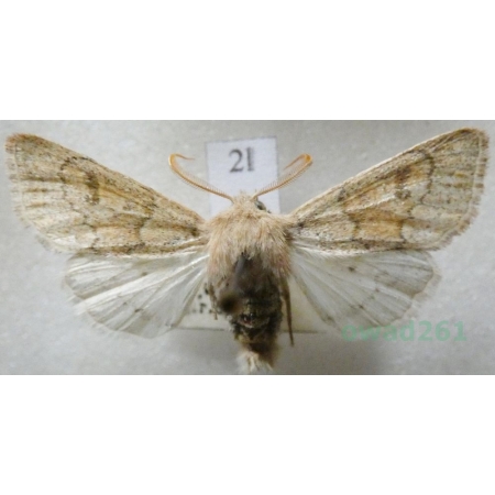 Hoplodrina respersa (Denis & Schiffermüller, 1775) Czech2l